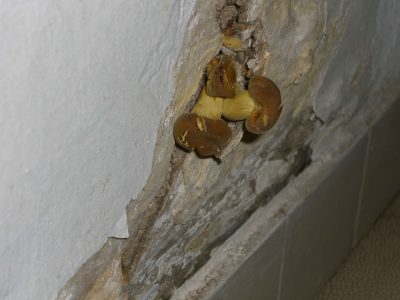 Pilze an der Wand